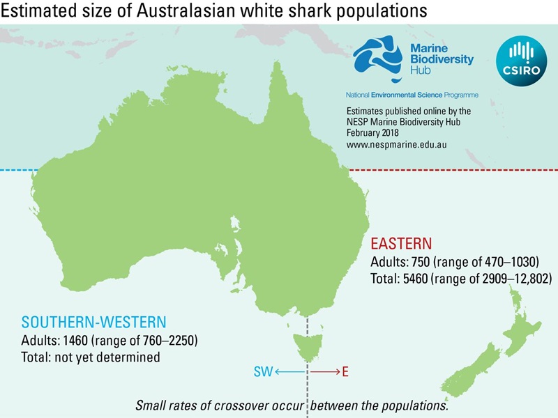 An image of Australia with text detailing the estimate of adult white shark populations