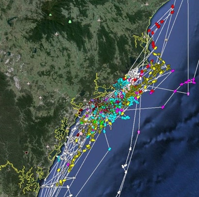 Satellite image showing movements of white sharks from satellite  tags