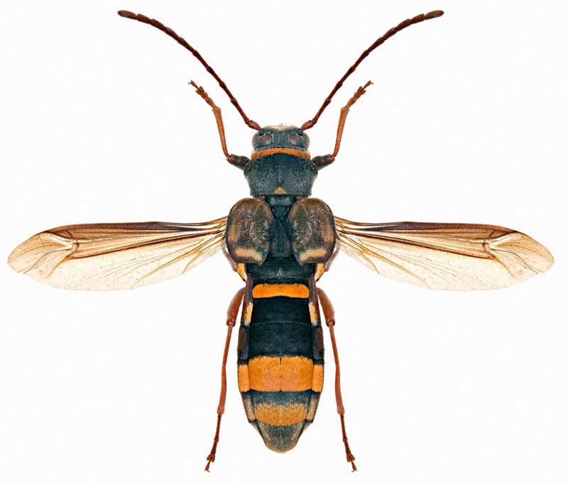 Black and orange striped longhorn beetle with wasp-like appearance.