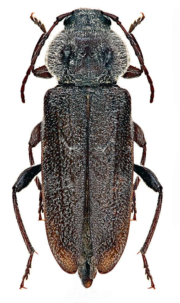 Long dark brown longhorn beetle with white hairs.