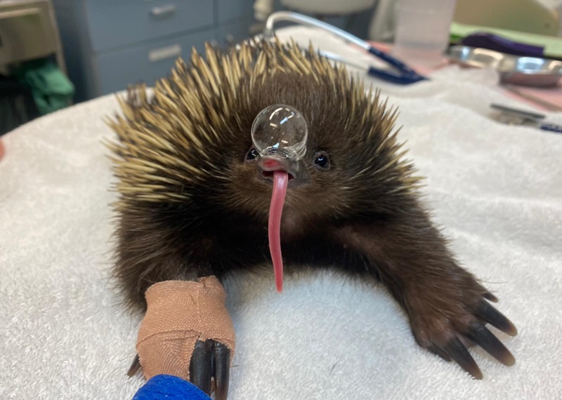 An echidna on a vet bed, blowing a bubble of snot.