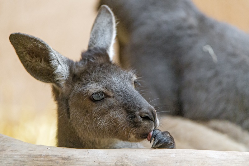 Kangaroo licking its paw.