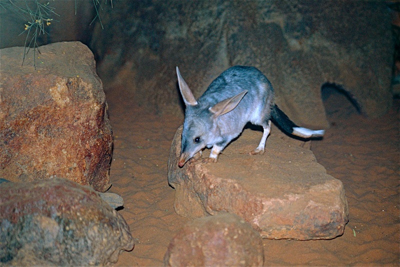 A picture of a bilby resting on top of stones.