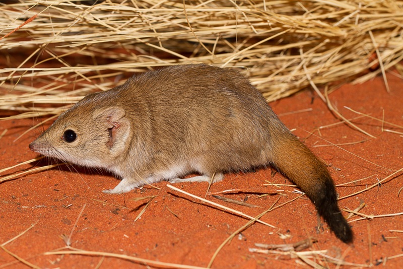 Picture of a small light brown rodent-like carnivorous marsupial with a thick reddish tail with a dark tip.