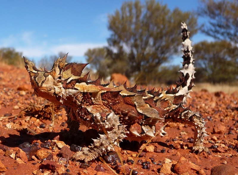 Small lizard with thorns all over its body.