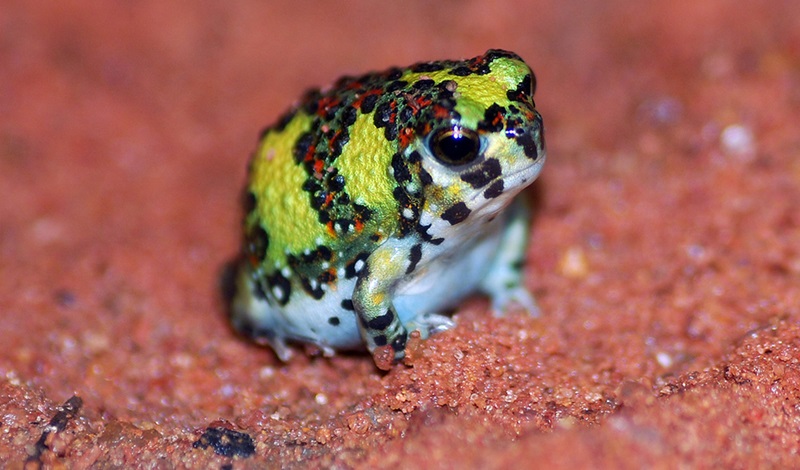 A small yellow, red and black amphibian with a cross on its back sitting on wet red sand.