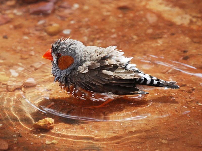 Small grey bird with a bright red beak and cheek patch, a spotted reddish chest and striped tail feathers.