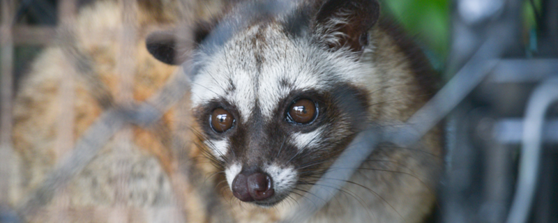 A civet cat looking into the camera