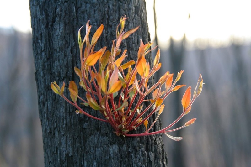 Young leaves sprouting from burnt bark. 