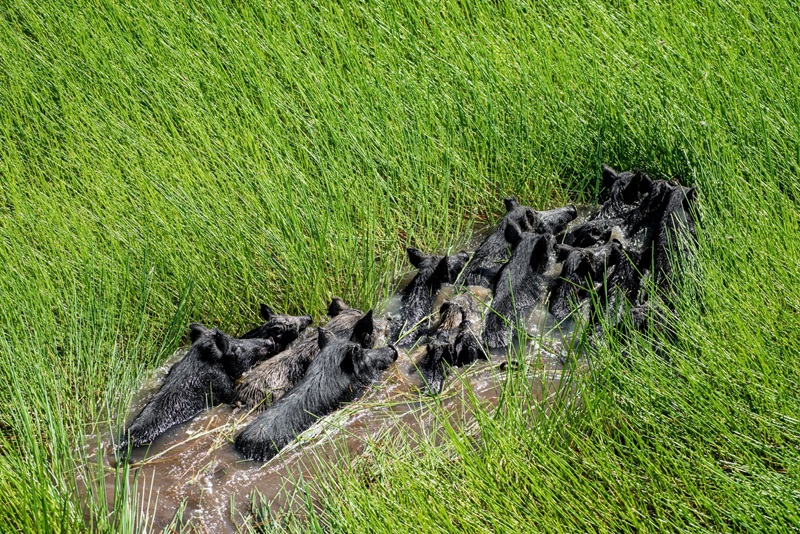 Herd of feral pigs in shallow water surrounded by green reeds.