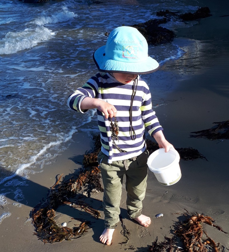 A child collecting seaweed at a beach.