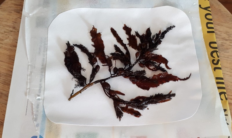 Seaweed arranged on watercolour paper to press.