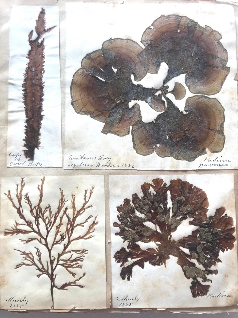 Four pressed seaweed specimens on aged paper.