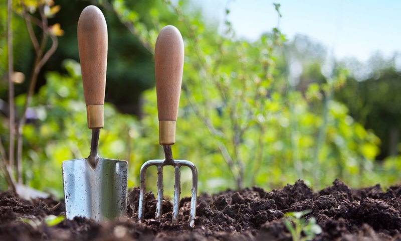 A trowel and a rake are planted in garden soil. 