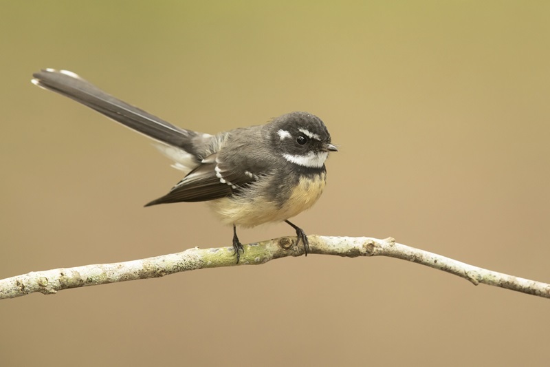 A small, stout bird perched on a twig.