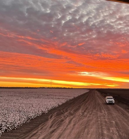 Cotton crop with sunset in background and car passing field