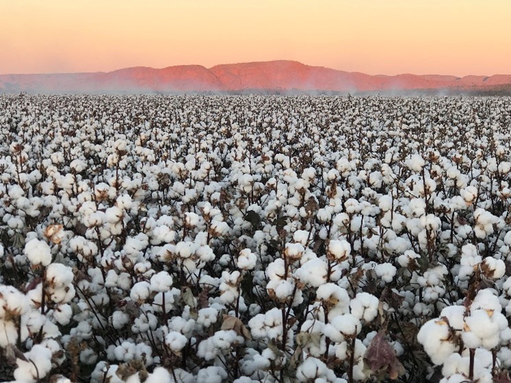 A cotton tale: Myall Vale leads the way - CSIRO
