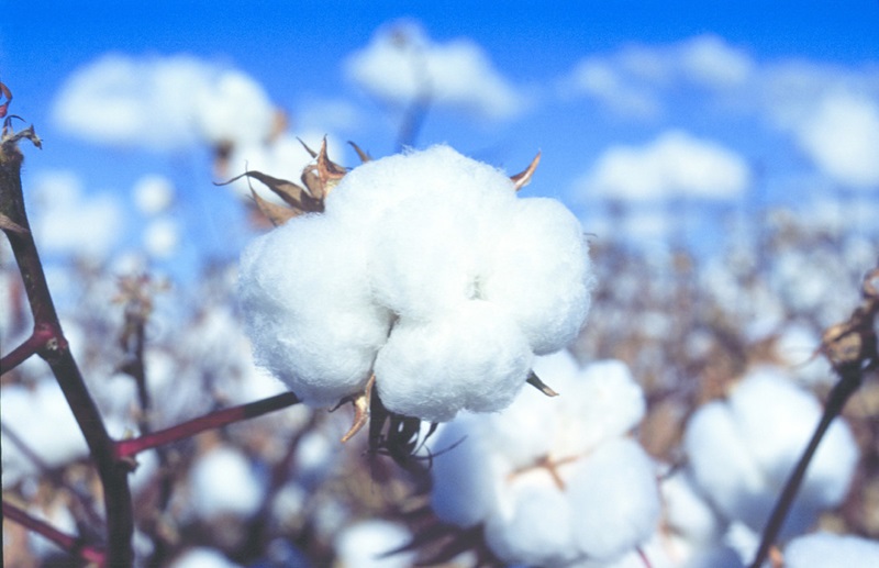 Bolls of cotton against a blue sky