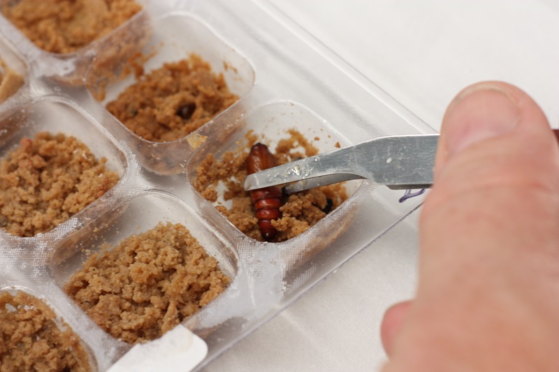 Laboratory dishes with cotton pests and tweezers