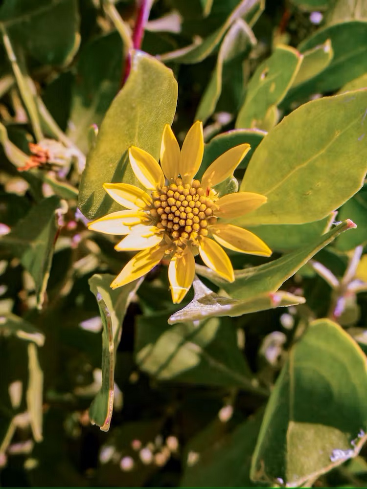 Close up of a yellow daisy flower on bitou bush, an invasive coastal weed.
