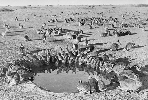 A large group of rabbits drinking from a small dam in a black and white photo.