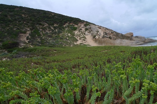 A beach landscape with a large sandhill showing many sea spurge plants in the foreground down to the water