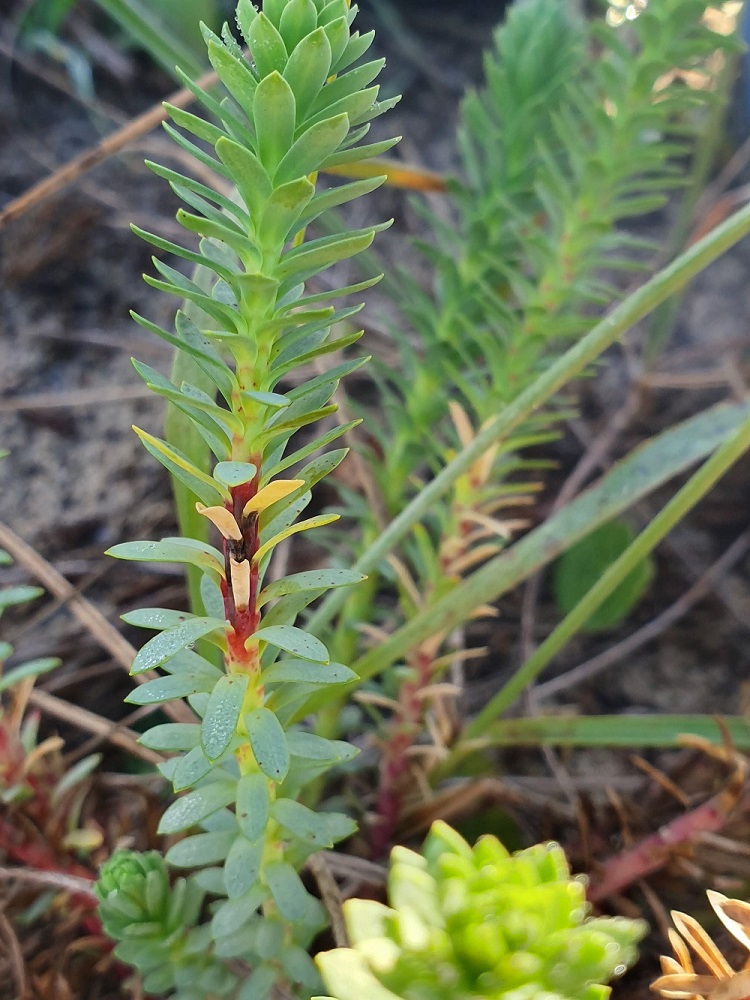 Close up of a sea spurge plant infected with the biocontrol fungus on its stem as a brown patch.