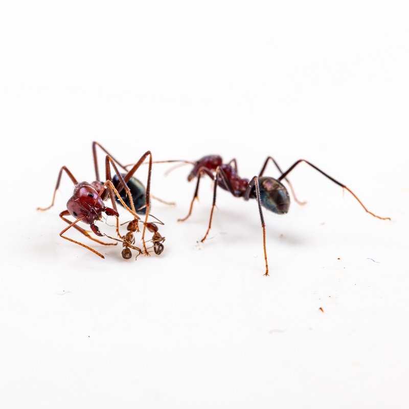A large native Australian meat ant grapples with two smaller introduced Argentine ant adversaries, while a fellow meat ant watches on