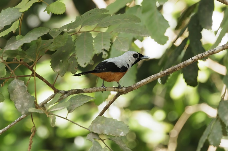A small tan, black and white bird perched among green folliage.