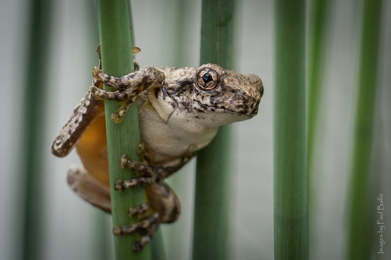 A Peron's tree frog pictured on a branch. Peron's tree frogs are found in the Murray-Darling Basin. Image by Paul Balfe/Flickr
