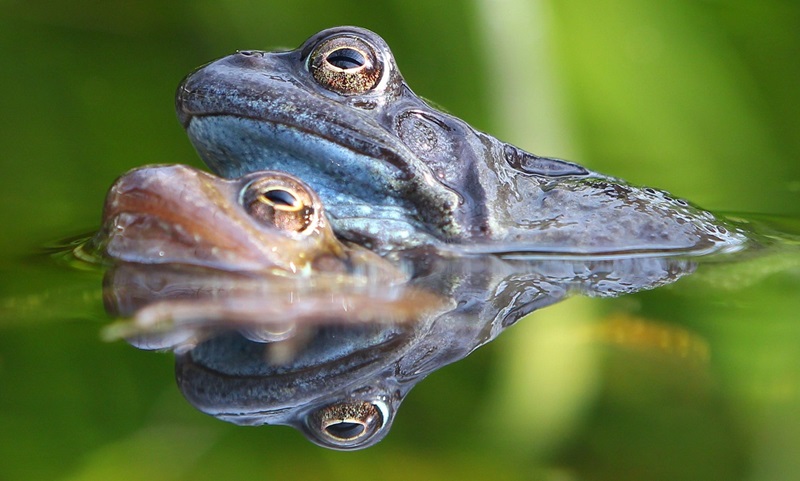 Two frogs pictured together in a waterway. Plenty of water means good conditions for frogs to lay eggs and reproduce. Image Flickr.