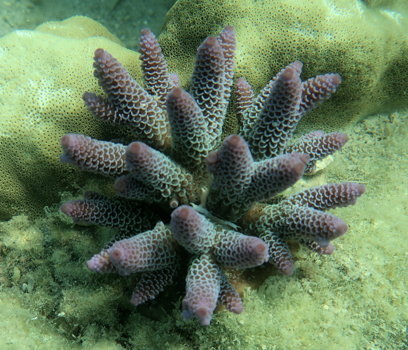 Australian staghorn coral underwater