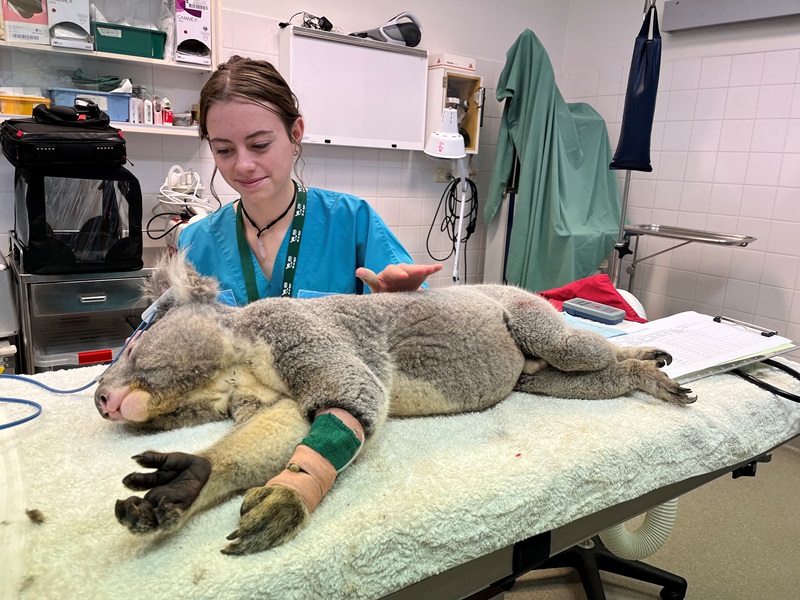 Gemma dressed in scrubs in a veterinary office. In front of her is an unconscious koala receiving treatment.