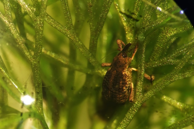 A tiny brown beetle clinging to the stems of a green plant underwater.