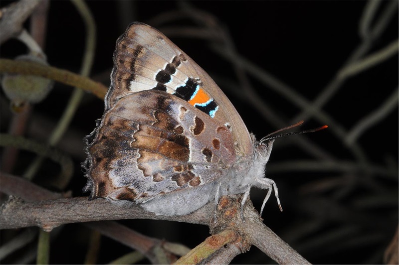 A butterfly with greyish brown speckled wings with a splash or aqua and orange perched on a small branch.
