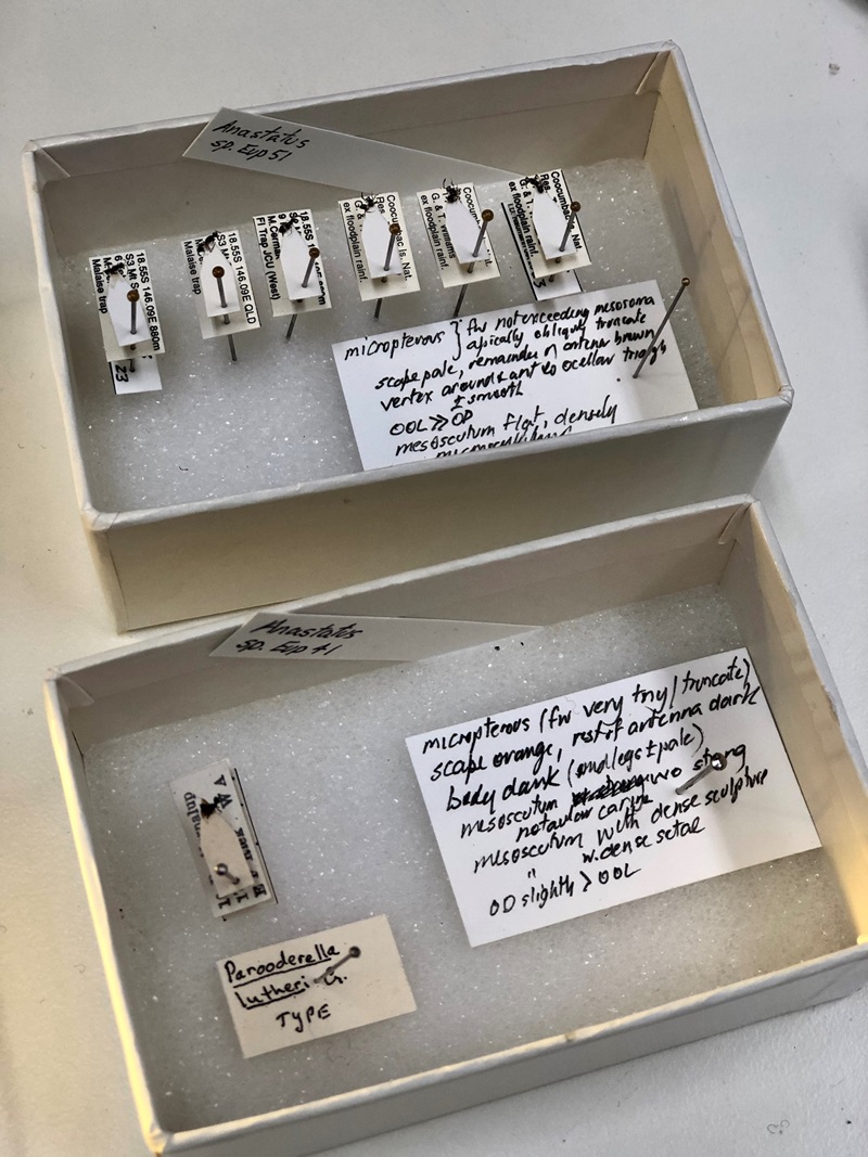 Two boxes of tiny waps specimens and their labels.