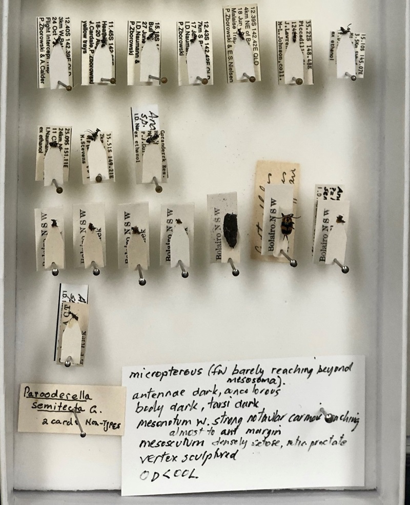 Tiny wasps specimens and their labels inside a small box.