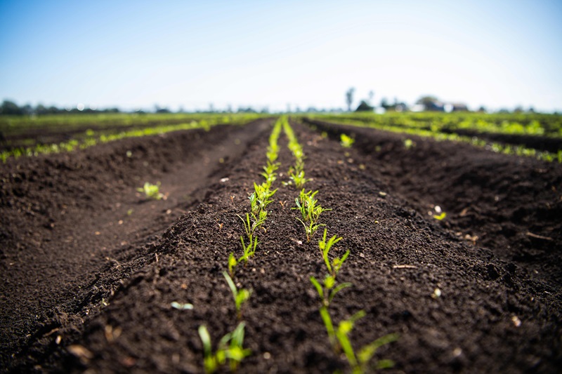 Seedlings emerging from the soil.