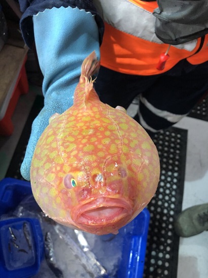 A gloved hand holding a bright orange and yellow, round fish.