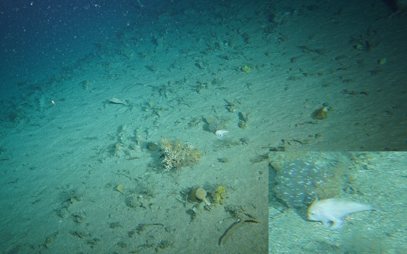 A small handfish on the ocean floor surrounded by coral and sand. In the bottom right of the image there's an inset zoomed in version of the fish in the image.