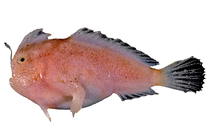 A handfish with a white background.