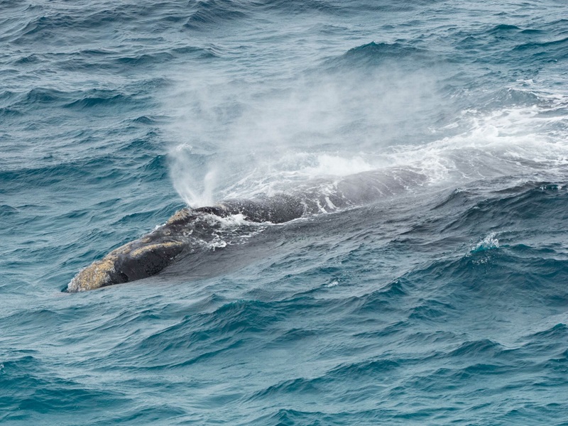 Close up of southern right whale spouting in the ocean