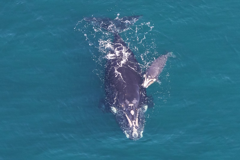 Southern right whale in the water