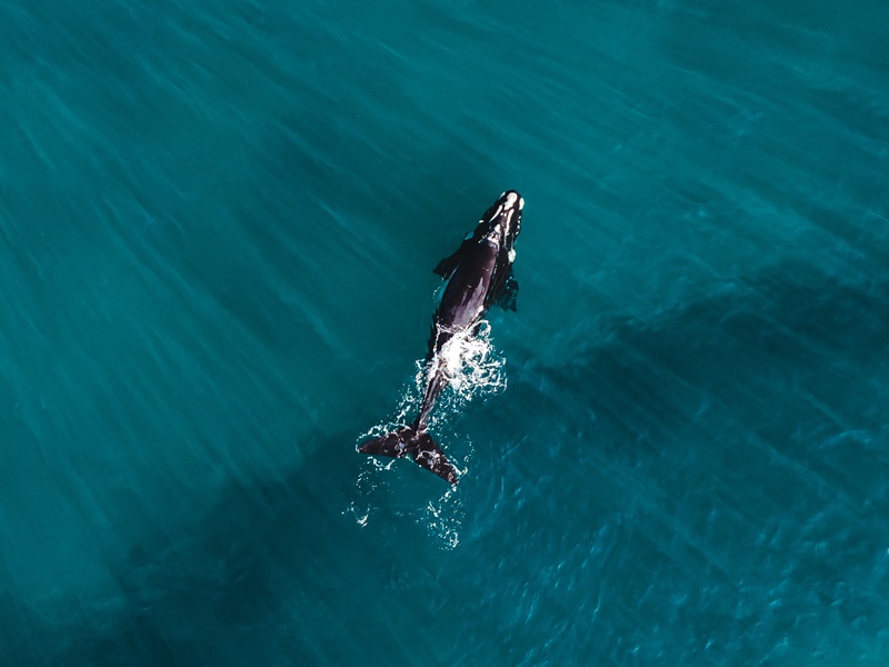 Whale swimming with a splash in centre of image surrounded by deep green sea.