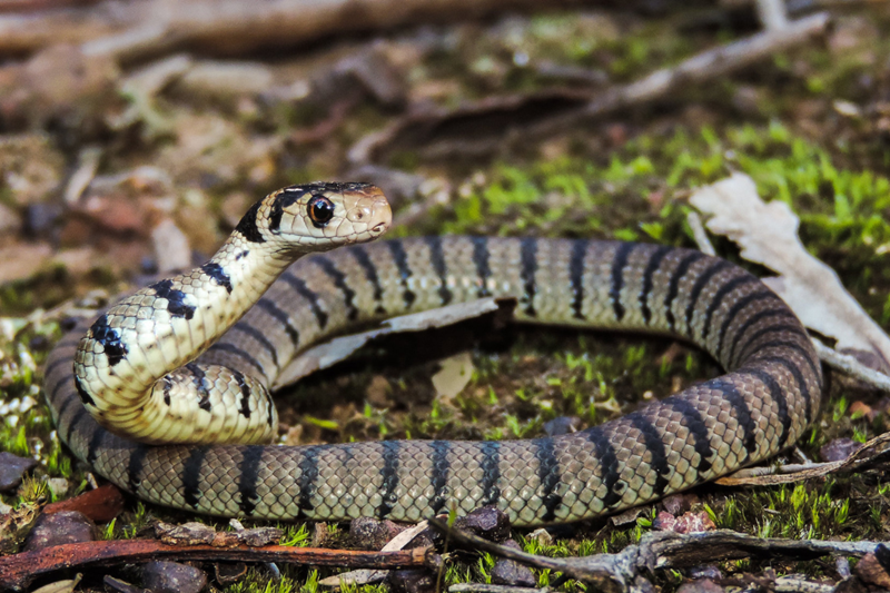 a snake with black and grey striped scales in green grass