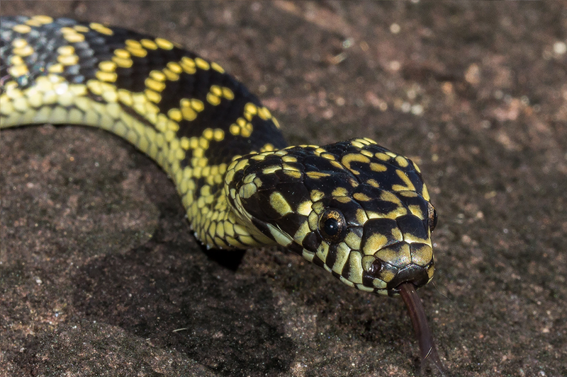 A medium-sized black snake with numerous irregular yellow markings arranged in narrow cross-bands