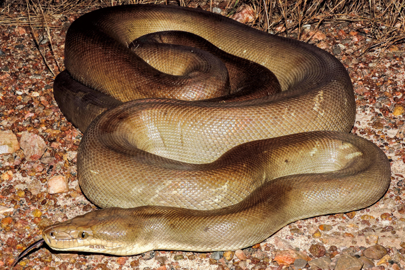 a large brown snake on the ground covered with gravel