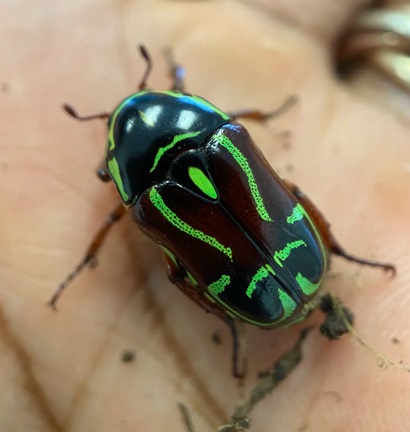  A black beetle with neon green stripes in a cool pattern on its back