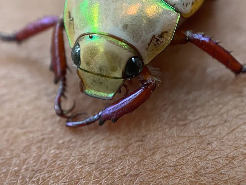 The face of a beetle with red legs, big black eyes and green-yellow iridescent sheen
