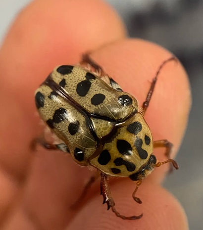 Close-up of a small beige beetle with black spots all over it